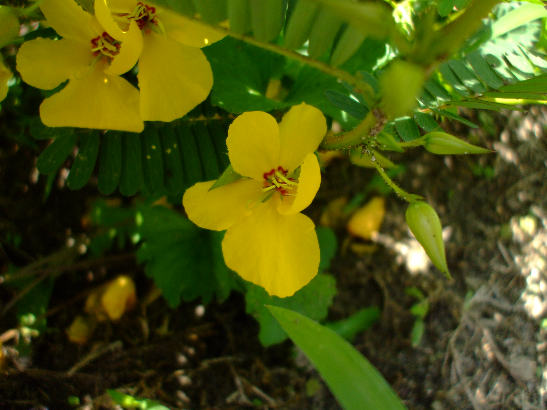 Chamaecrista nictitans